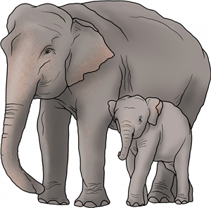 Elephant and Calf
