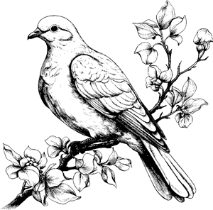 dove