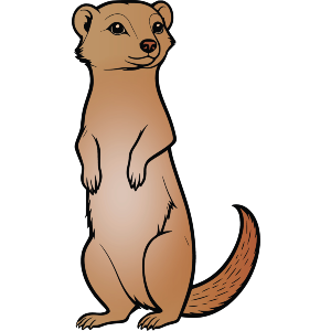 Cute Mongoose