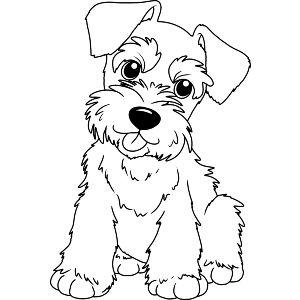 Schnauzer Puppy