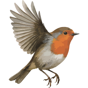Robin Redbreast Bird in Flight Wings Spread