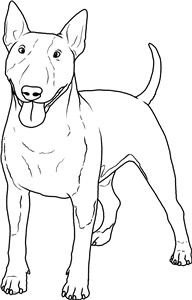 Bull Terrier