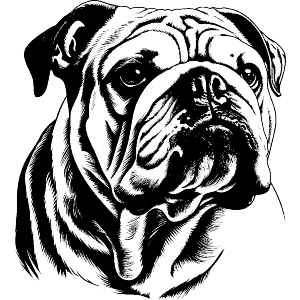 Bulldog Portrait