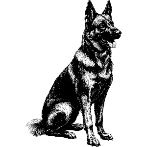 German Shepherd Sitting Side View