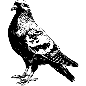 Standing Pigeon
