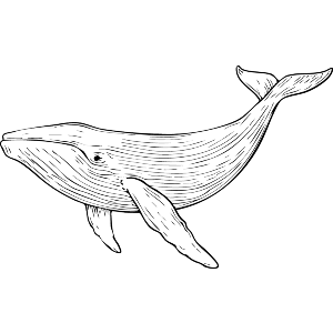 Whale