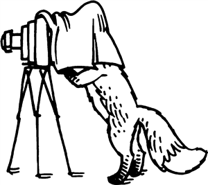 Vintage Photographer Fox