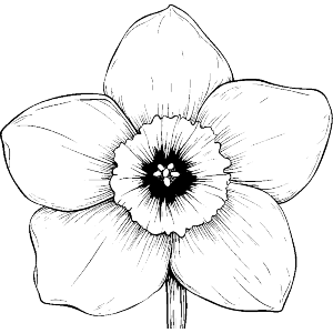 Single Daffodil 