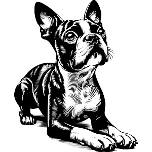 Cute Boston Terrier