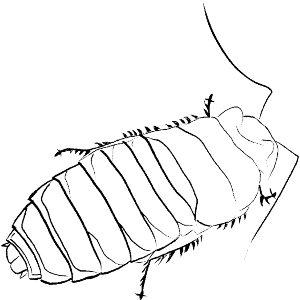 Curious Hissing Cockroach