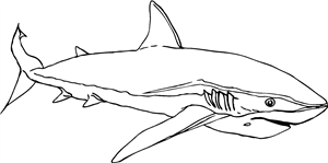 Shark