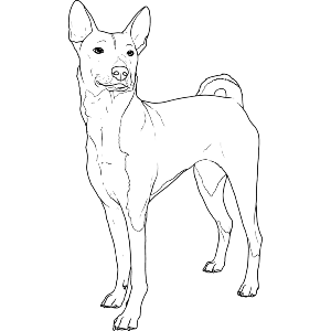 Standing Basenji Dog