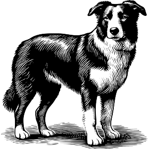 Border Collie