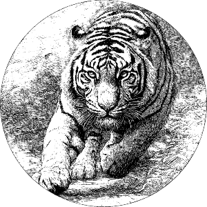 Tiger Running