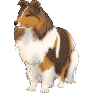 Rough Collie