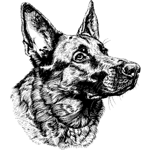 German Shepherd portrait