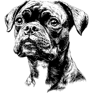 Boxer Dog Portrait
