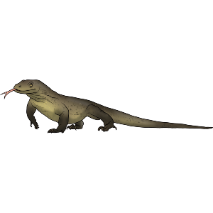 Komodo Dragon