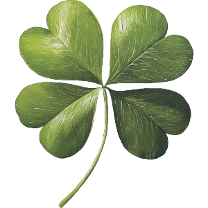 Four Leaf Clover 