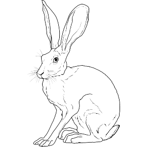 Sitting Hare