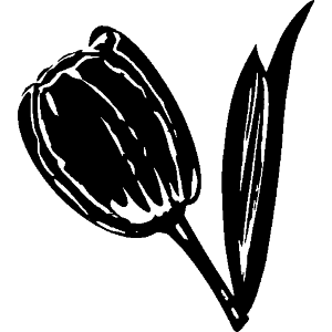 Tulip