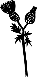 Thistle