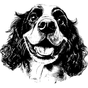 English Springer Spaniel