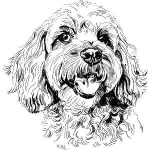 Cockapoo Portrait