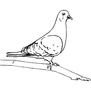 Pigeon on a Branch