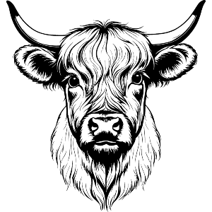 Scottish Highland Cattle