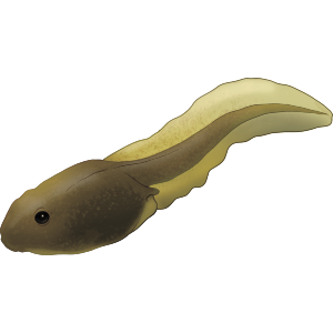 Young Tadpole
