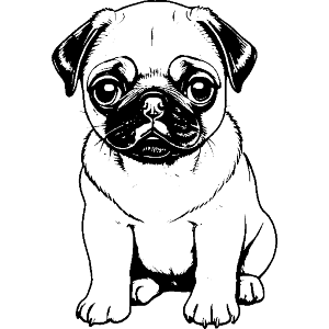  Pug Puppy