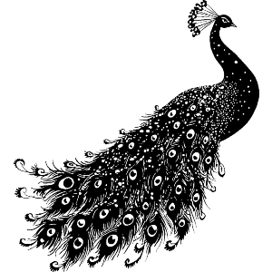 Peacock Side View