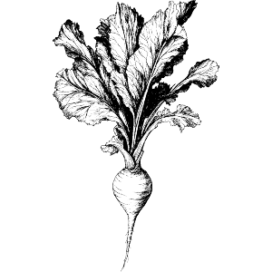Beetroot Plant