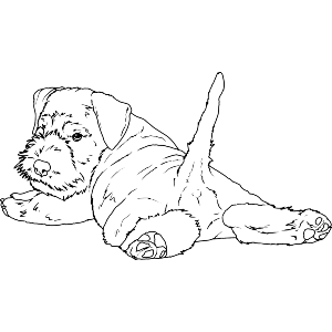 Schnauzer Puppy Relaxing