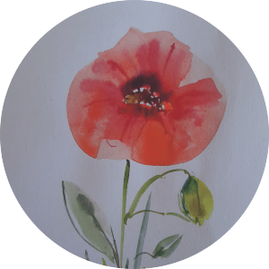 poppy flower