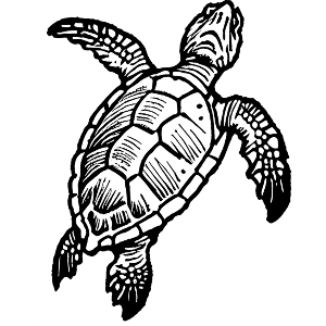 Loggerhead Sea Turtle