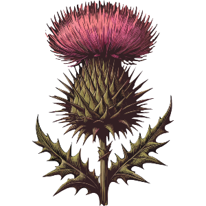 Scottish Thistle