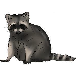 Grumpy Raccoon