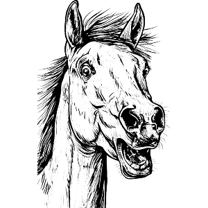 Surprised Horse