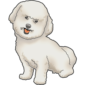 Bichon Frise
