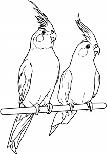 Perched Cockatiels