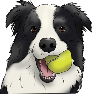 Border Collie With Ball