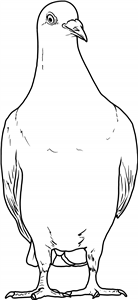 Standing Pigeon