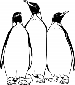 King Penguins