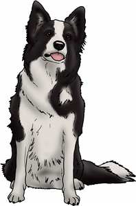 Border Collie