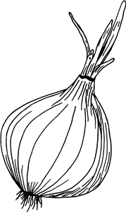 Sprouting Onion