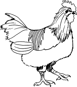 Farmyard Rooster