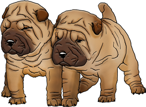 Shar-Pei Puppies