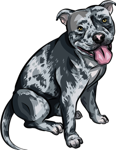 Merle American Bully